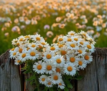8 июля - день любви, семьи и верности!