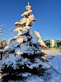 Эстафета открытия новогодних ёлок!