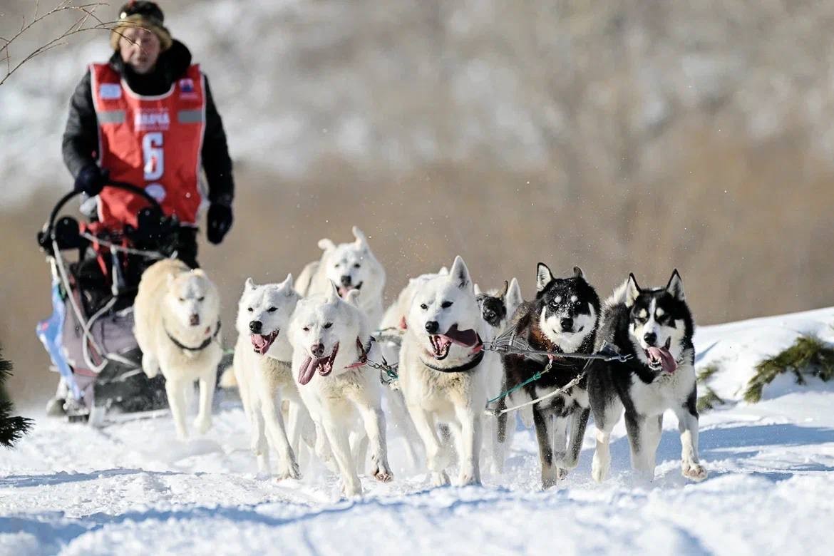 Открытие гонки "Берингия. Авача" - большой семейный праздник! 1 Открытие гонки "Берингия. Авача" - большой семейный праздник! 1